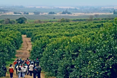 Desde 2012, el HLB no ha dejado de avanzar en el NEA, precisamente en Misiones