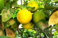 Afinoa exige apego al aspecto técnico más que al comercial