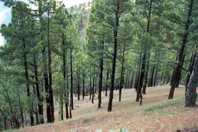 La forestación es la gran deuda pendiente
