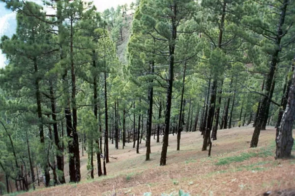 La forestación es la gran deuda pendiente