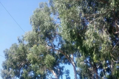 Advierten sobre la fragilidad de los eucaliptos ubicados en Santiago y Marco Avellaneda