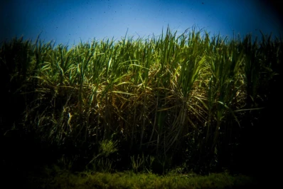 Los cañaverales de Tucumán se presentan inmaduros, pero aún falta tiempo para la zafra