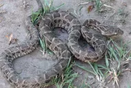 Por qué aparecen víboras yarará en jardines de las casas de Yerba Buena