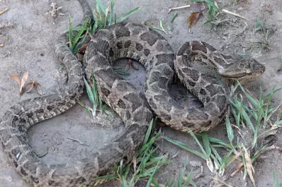 Por qué aparecen víboras yarará en jardines de las casas de Yerba Buena