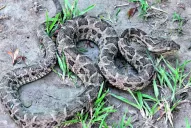 Las yararás seguirán apareciendo en Yerba Buena