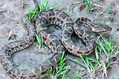 Las yararás seguirán apareciendo en Yerba Buena