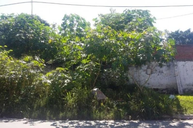 Una pequeña selva en Santiago al 2.700 cobija alimañas y ladrones