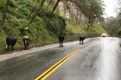 Advierten sobre el peligro de los animales sueltos en el camino a los Valles