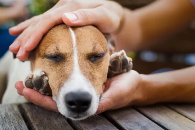 Dia del animal: habrá festejos, espectáculos y regalarán mascotas durante el fin de semana