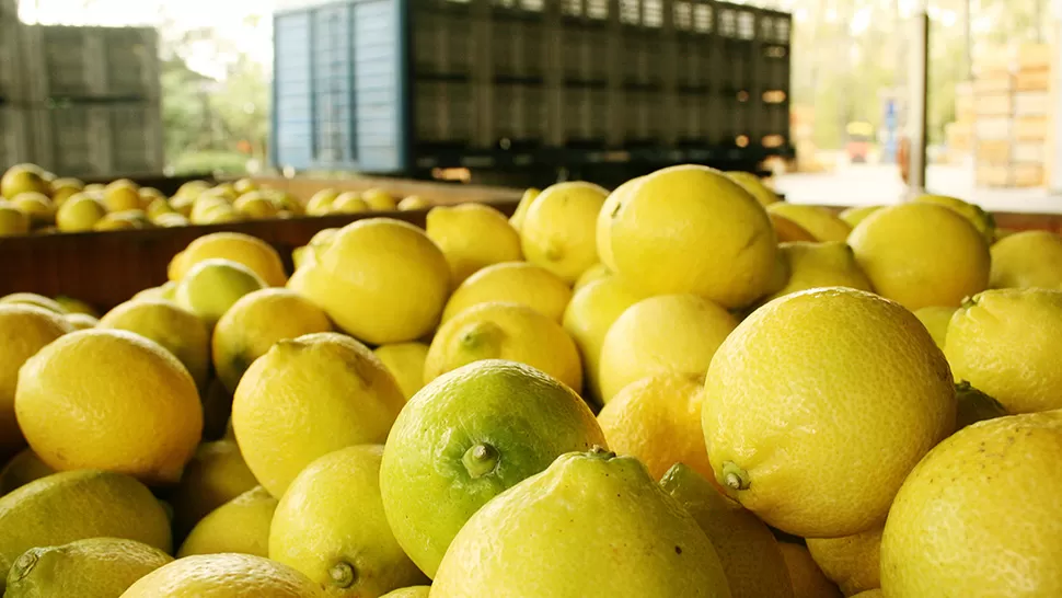 Según Cabrera, el ingreso del limón argentino a Estados Unidos genera mucha expectativa.