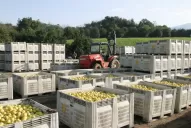 Optimismo por el limón: los mensajes que vienen de Estados Unidos son muy alentadores