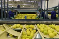 Estados Unidos permitirá el ingreso de los limones tucumanos a partir del 26 mayo