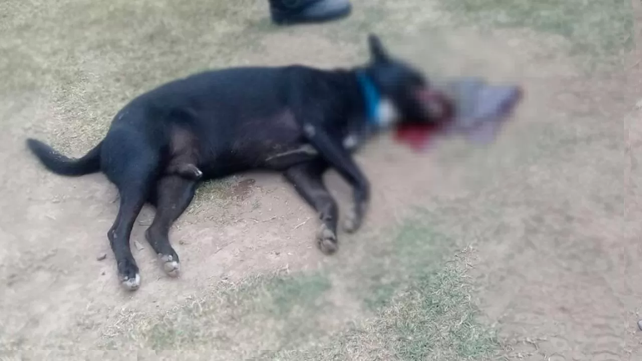 Un perro murió luego de que le estallara un cohete en la boca