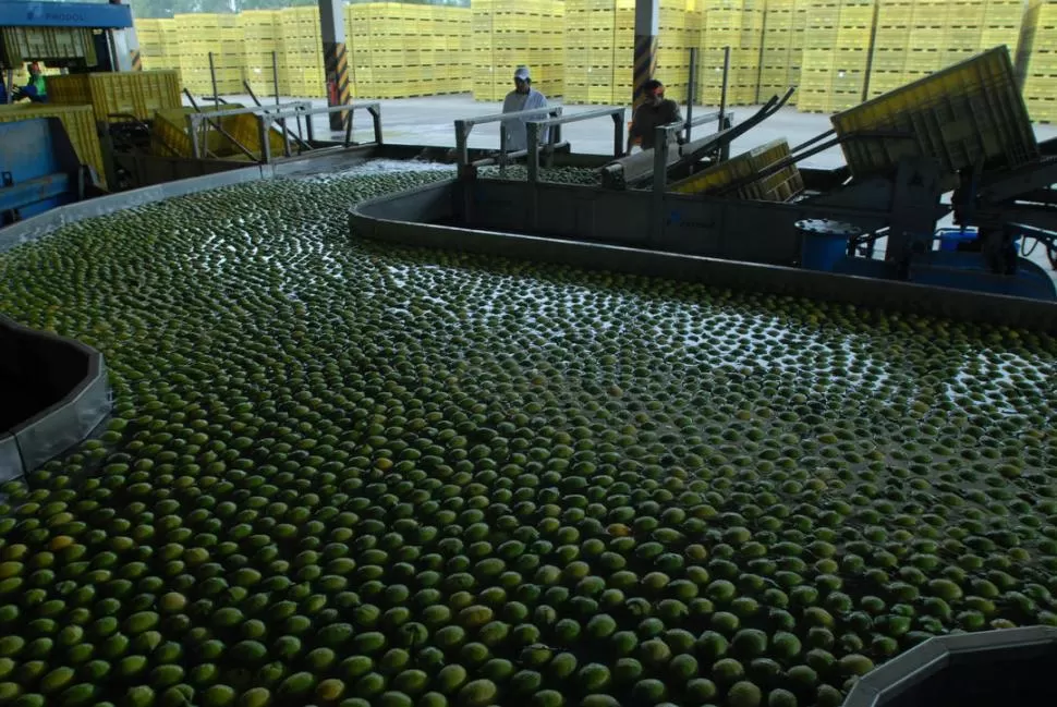 RECONOCIDA CALIDAD. Los limones tucumanos ya fueron embarcados hacia Rusia, uno de los principales compradores, y ahora se enviarán a la UE. la gaceta / foto de archivo