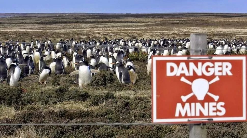 SIN RIESGO. Las minas no explotan porque los pingüinos son muy livianos. 