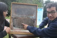 Cómo funcionan las colmenas que nos salvan la vida