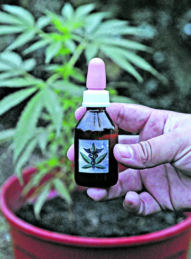 TRATAMIENTO. El aceite de cannabis se usa como medicina alternativa.  