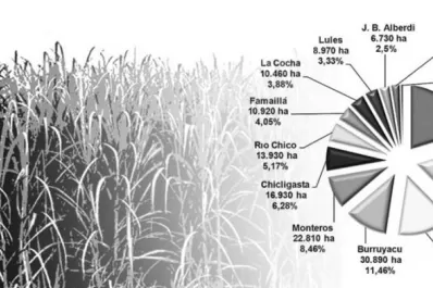 La Experimental proyecta casi 1,6 millón de toneladas de azúcar como producción máxima