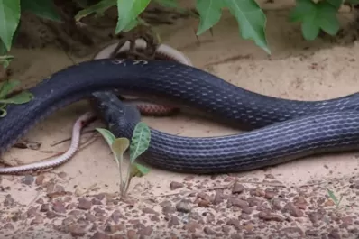 Video: una serpiente se comió a otra y la devolvió viva