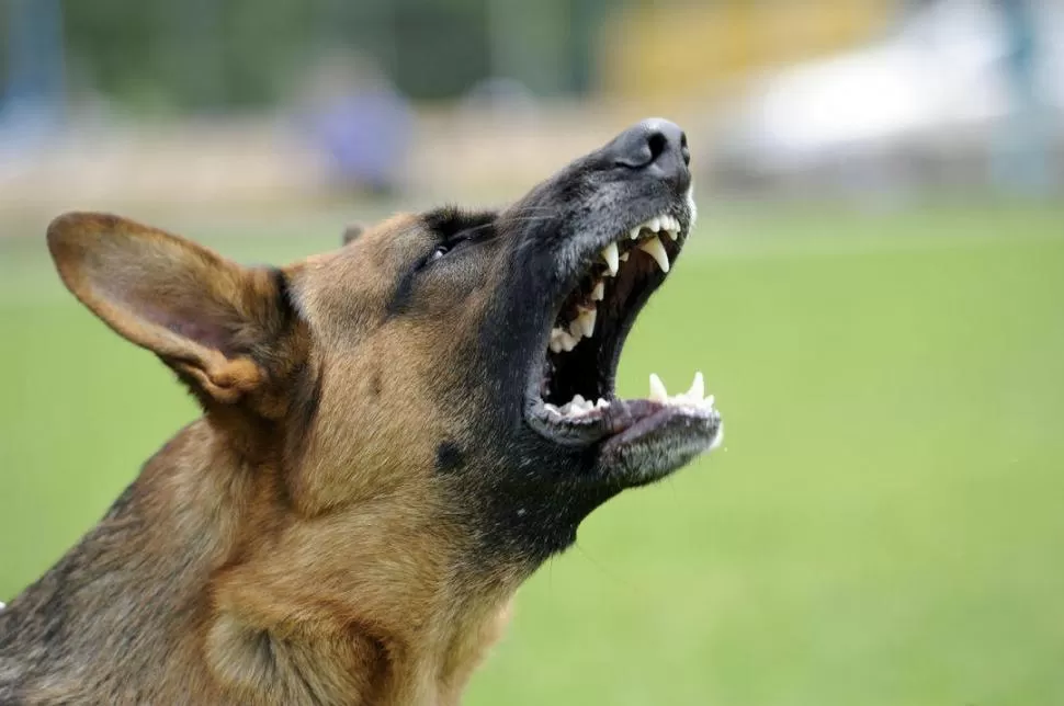 SITUACIONES LÍMITE. En la vía pública, cualquier pelea entre perros puede tornarse fuera de control. (Archivo).-
