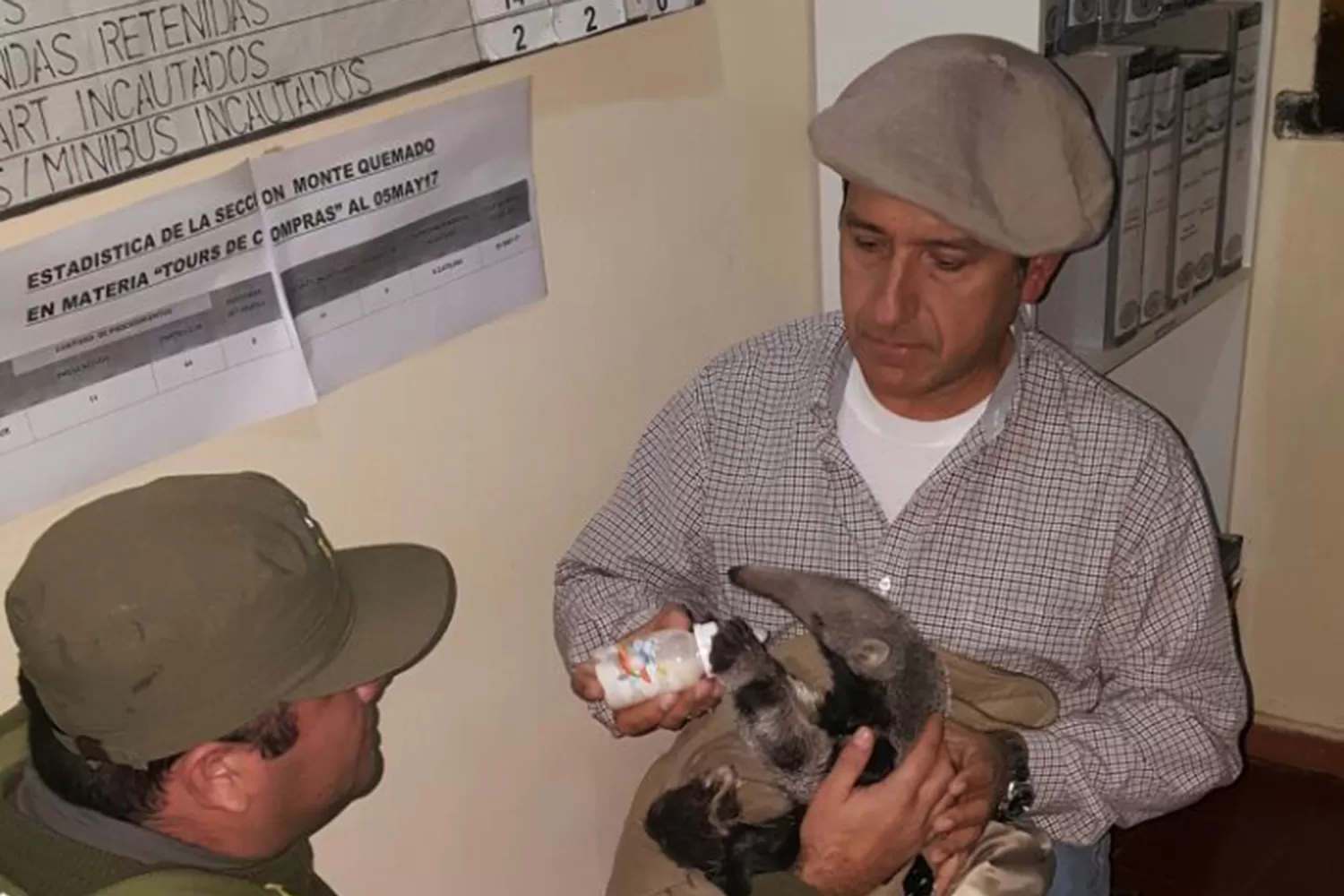 Rescataron un oso hormiguero bebé en una ruta de Santiago del Estero