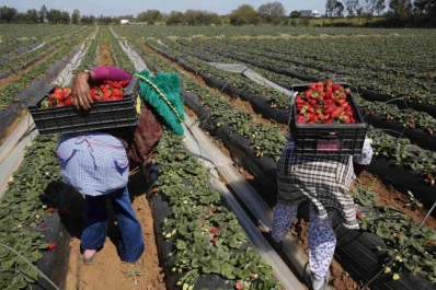 Los frutilleros buscan apoyo oficial para salvar a su actividad productiva