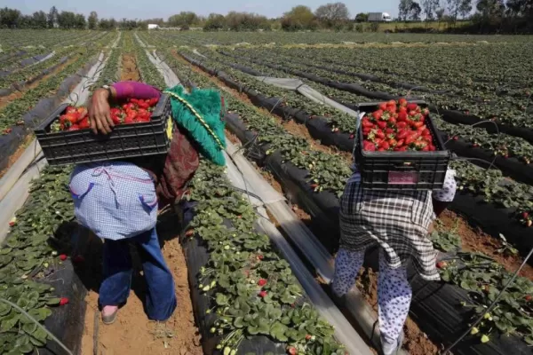 Los frutilleros buscan apoyo oficial para salvar a su actividad productiva
