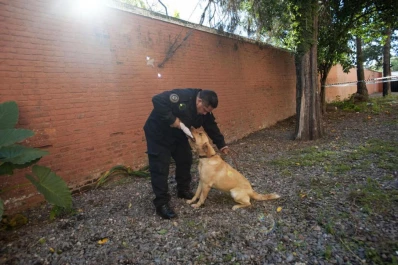 Perros de la Policía: cuando deja de jugar pierde efectividad