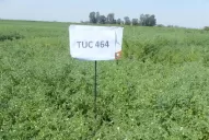 En Tucumán se sembraron 25.000 ha de garbanzo