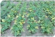 En Tucumán se investiga desde hace años el cultivo del grano