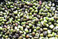 “Poroto mungo”, una alternativa estival