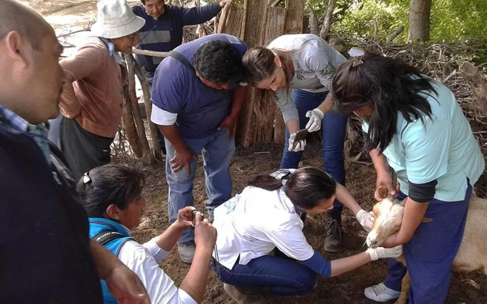 JUNTOS. El Estado y la Universidad trabajan en colaborar con los pequeños productores tucumanos de cabras. 