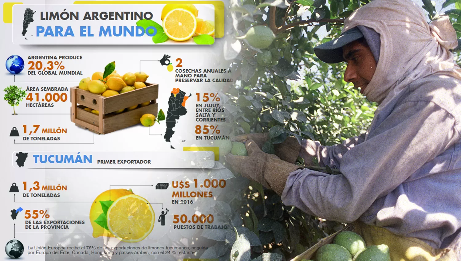 Infografía: cuál es el lugar que ocupa Tucumán en la producción mundial de limones