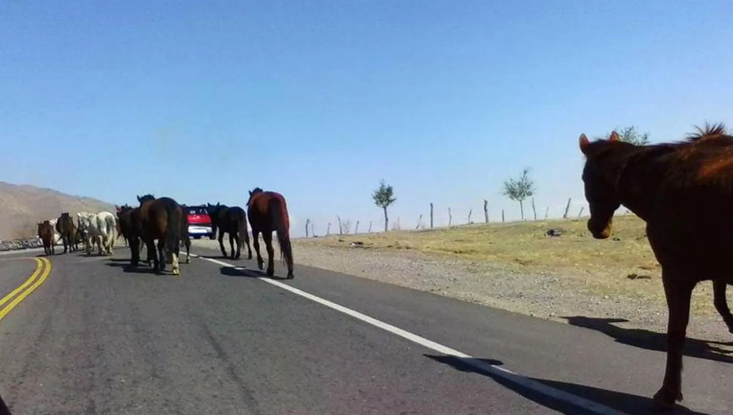 Animales sueltos en una ruta. FOTO DE ARCHIVO. 