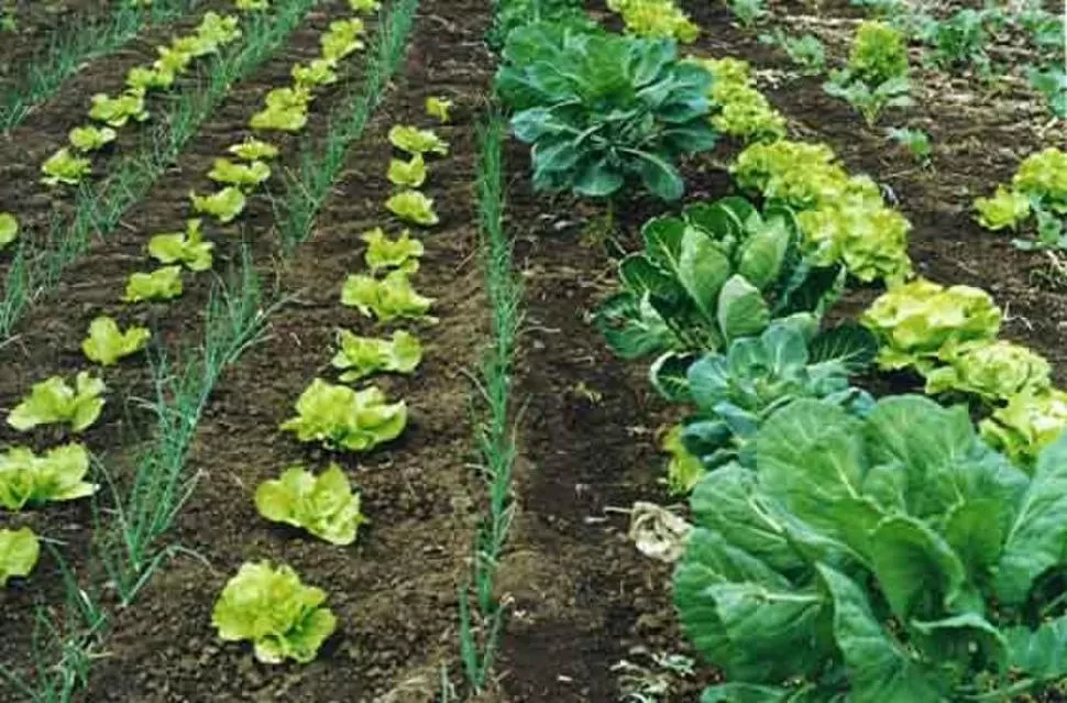 POSIBILIDADES. Pueden obtenerse diversas verduras y plantas aromáticas. 