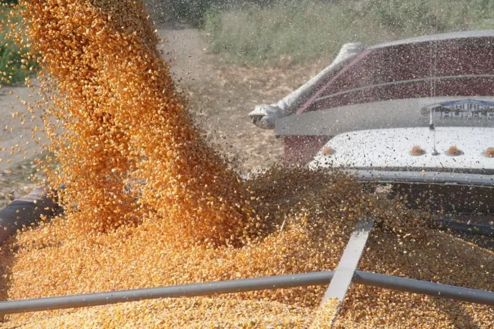 CONFORMES. Los productores están convencidos de que lograrán buenos rendimientos y granos de gran calidad al momento de cosechar el maíz.  