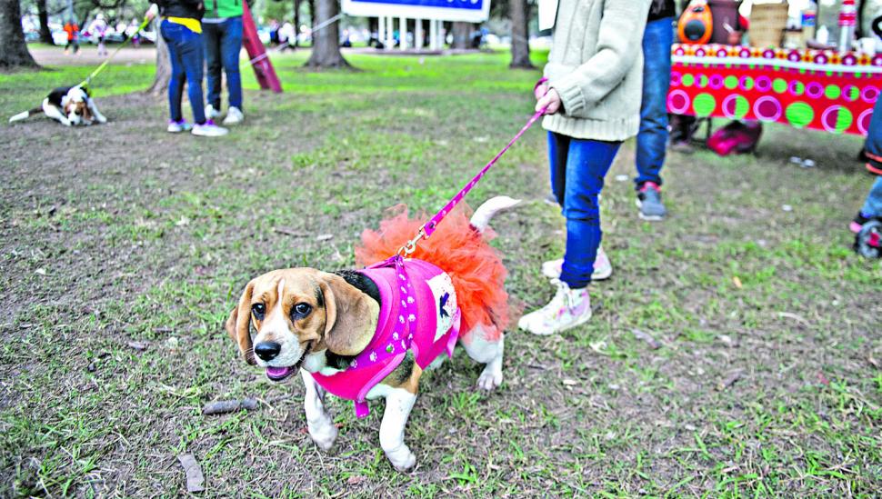 Perritos Beagle desfilaron disfrazados de superhéroes