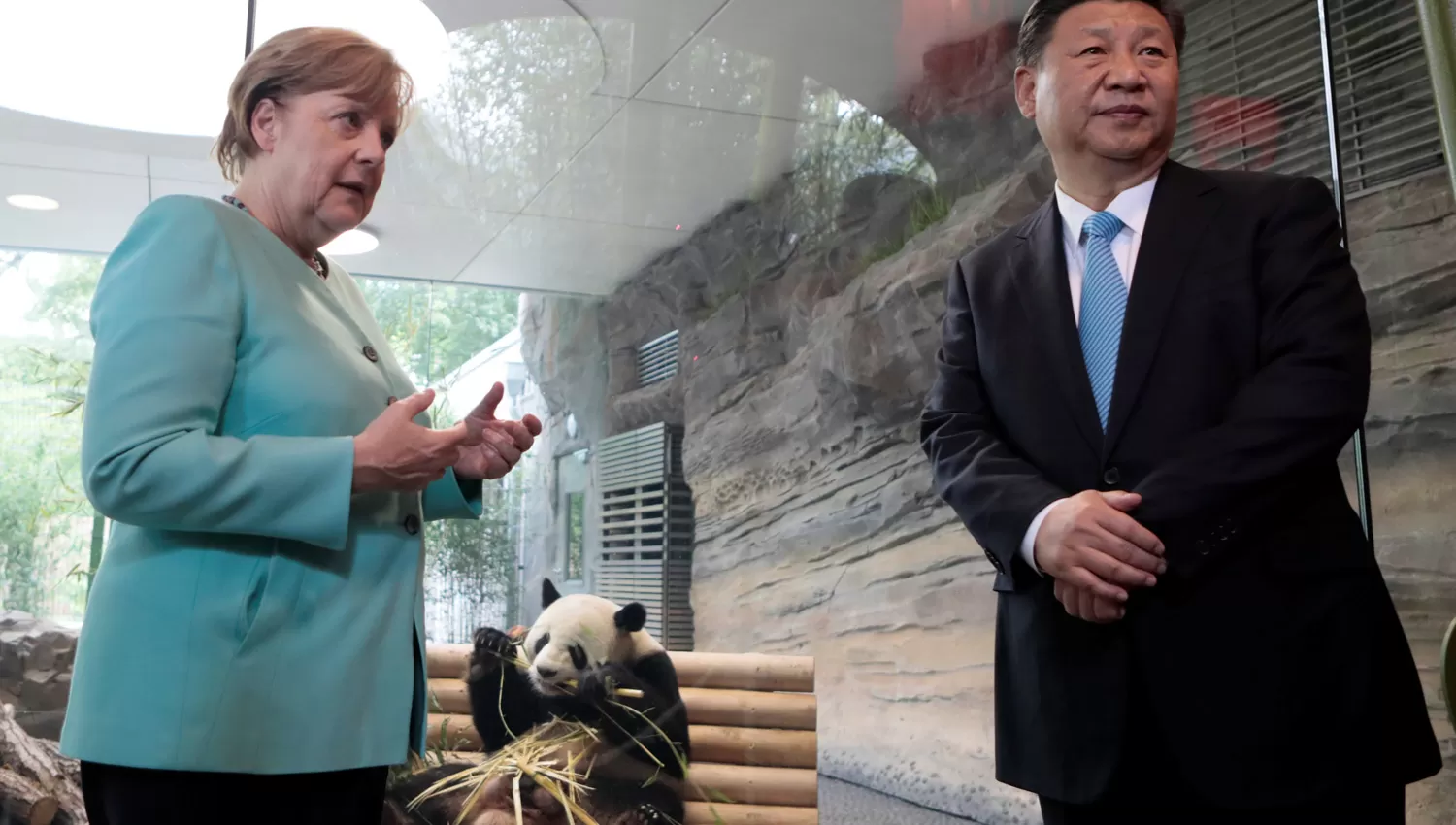 Tesorito y Sueñito, los dos pandas que Xi Jinping le regaló a Merkel