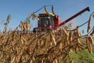 Plan Belgrano: los sojeros tucumanos recibirán por compensación $ 283 por tonelada