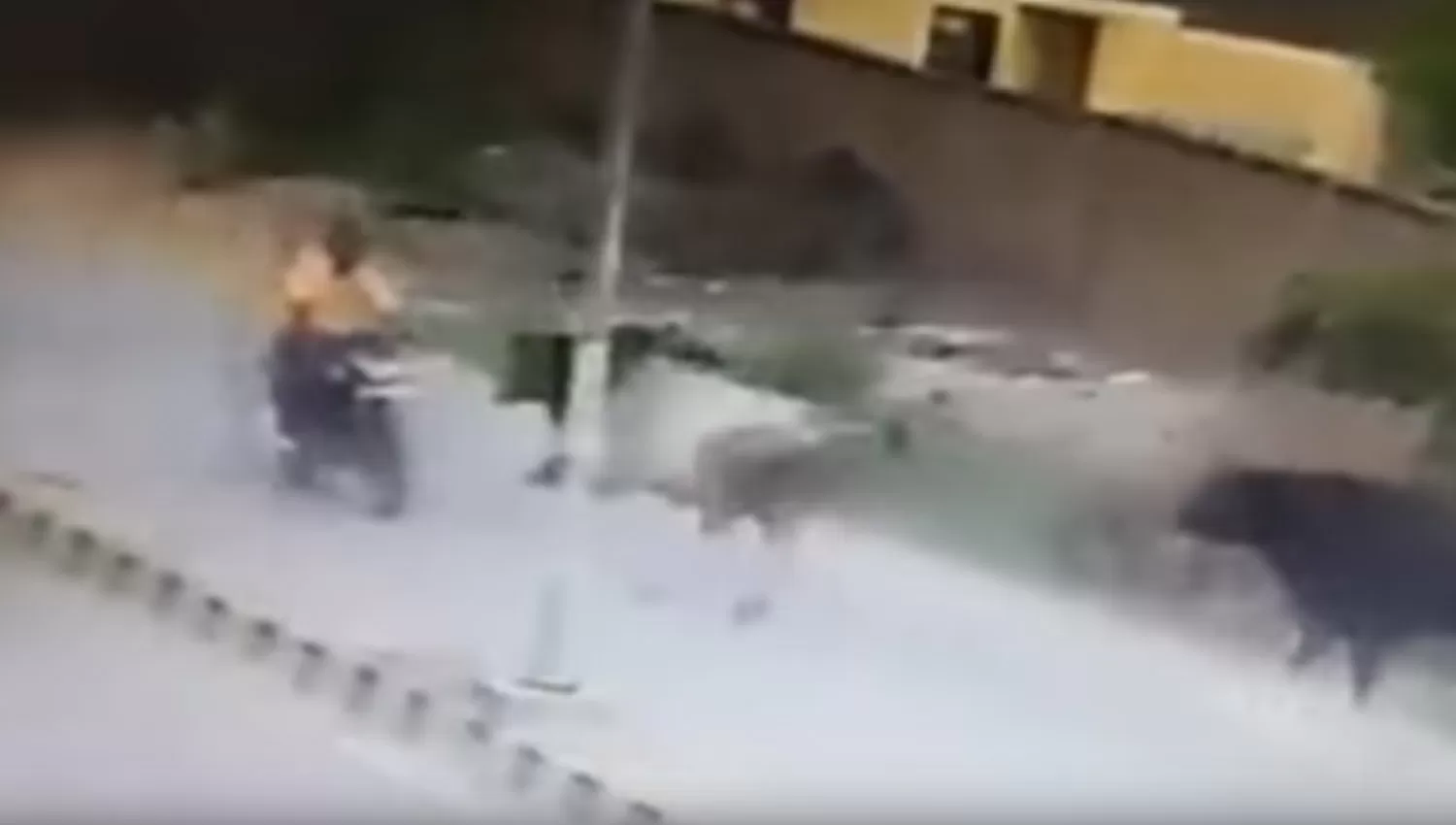 Video: un toro embistió y derribó a un motociclista en pleno movimiento