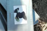 Vinculan a un narco salteño con la droga marcada con un águila