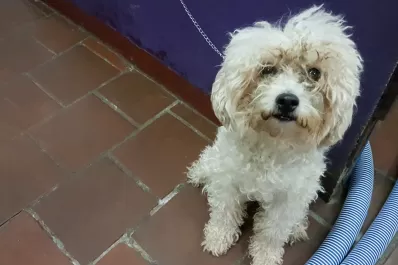 Peluquerías caninas, entre el boom y la obsesión de los mascoteros