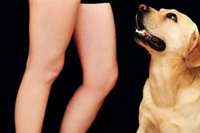 Si tenés a Milo: la conmovedora carta de una joven que busca a su perro