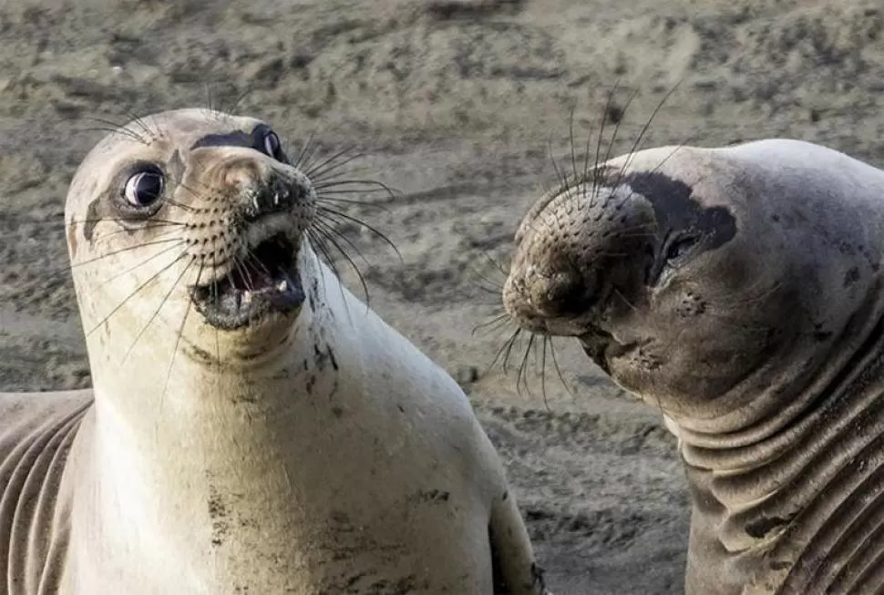 Para reír un rato: diez imágenes del concurso de fotos de los animales más divertidos