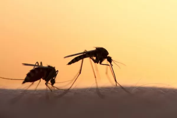Crían mosquitos estériles contra el zika