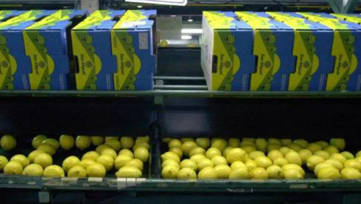 Empaque de limones. FOTO DE ARCHIVO. 