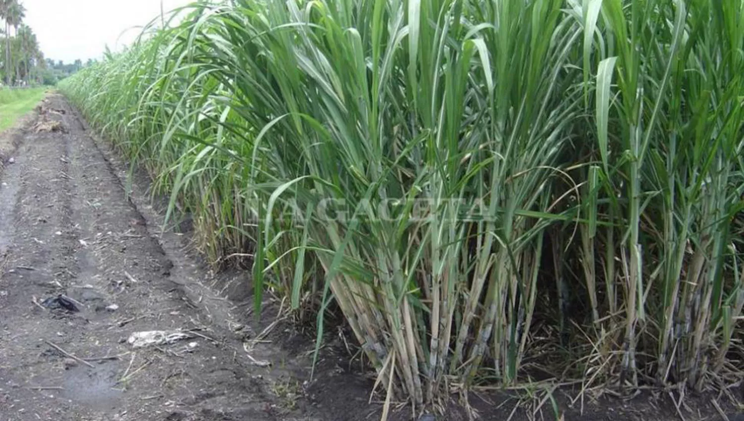 Plantación de caña de azúcar. FOTO DE ARCHIVO. 