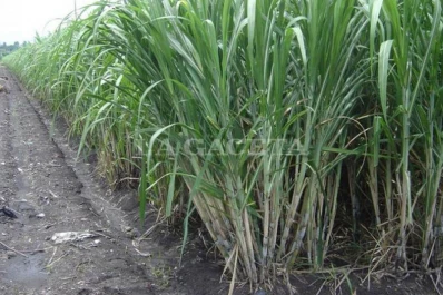 Los productores de caña serán beneficiados por la reducción de los aportes patronales