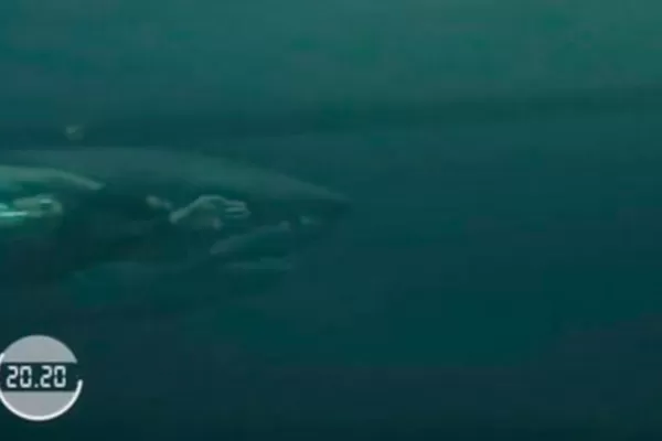 Video: la carrera entre Michael Phelps y el gran tiburón blanco, ¿quién ganó?