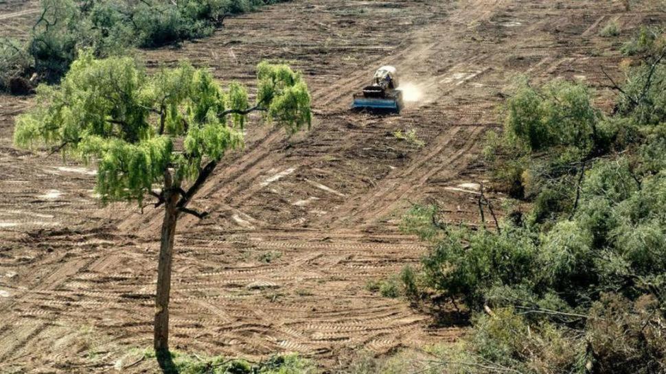 DESMONTES. La tala indiscriminada en el sur pone en riesgo las poblaciones. greenpeace